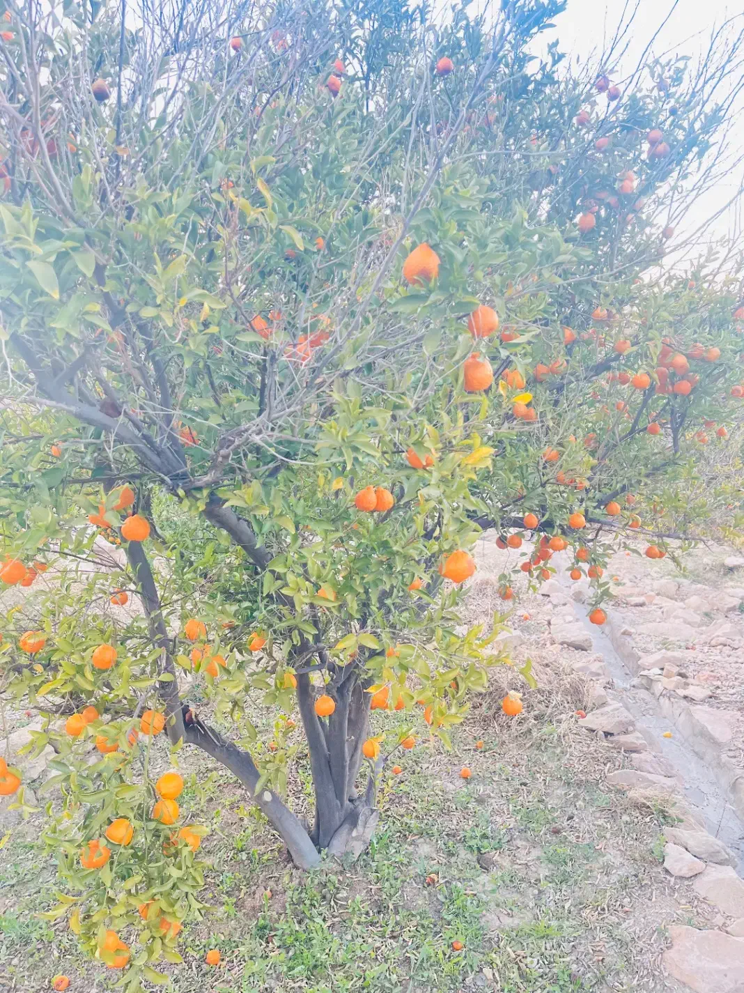 زمین سیاهو ۳۰۰متری