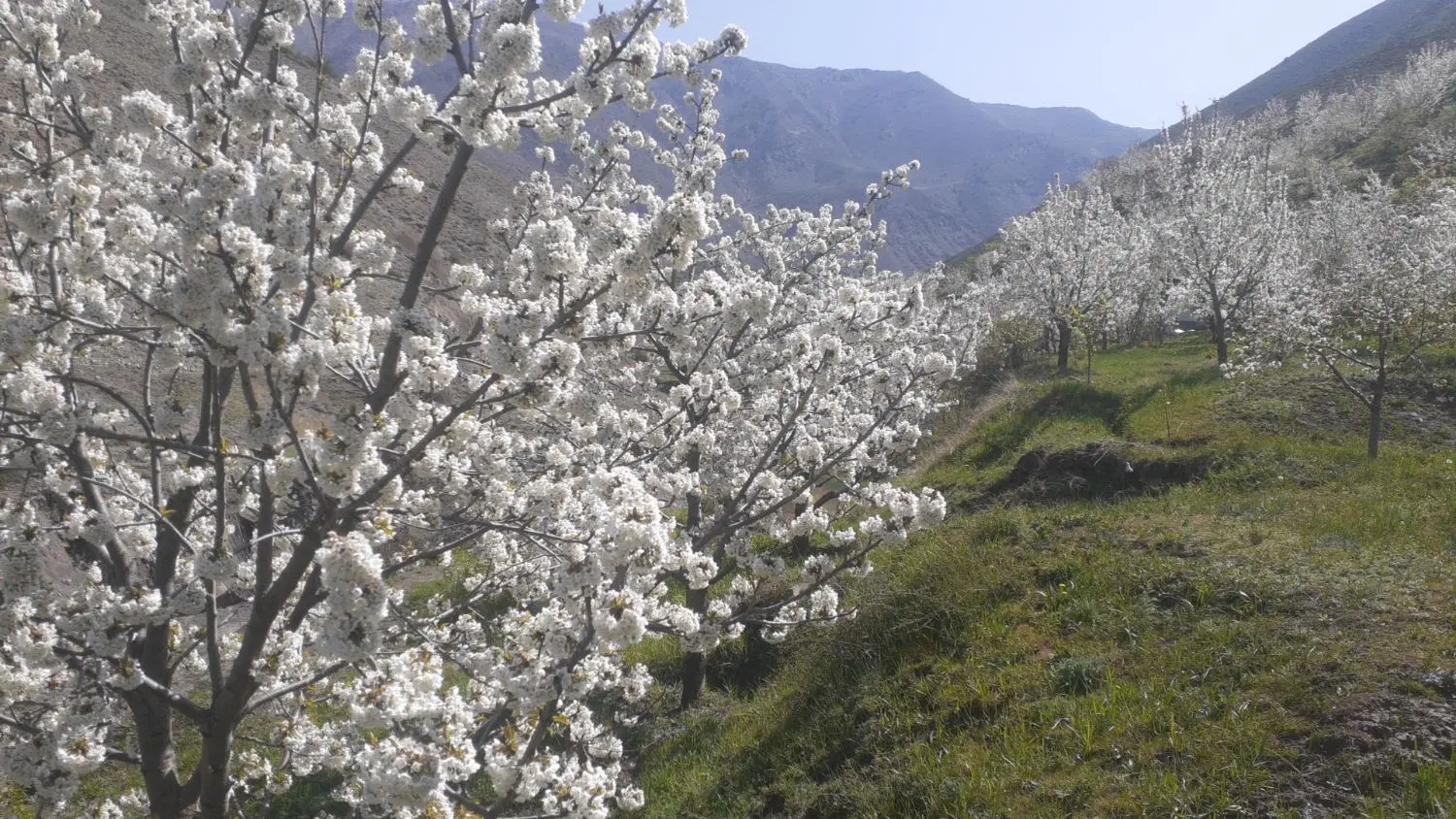 باغ و زمین ییلاقی