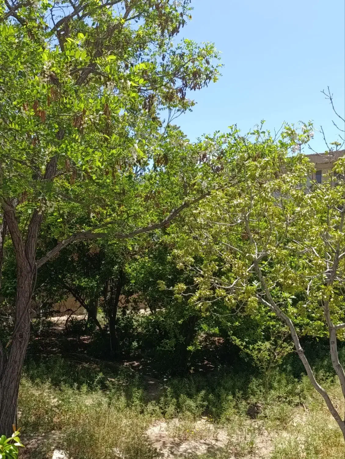 فروش خانه کلنگی