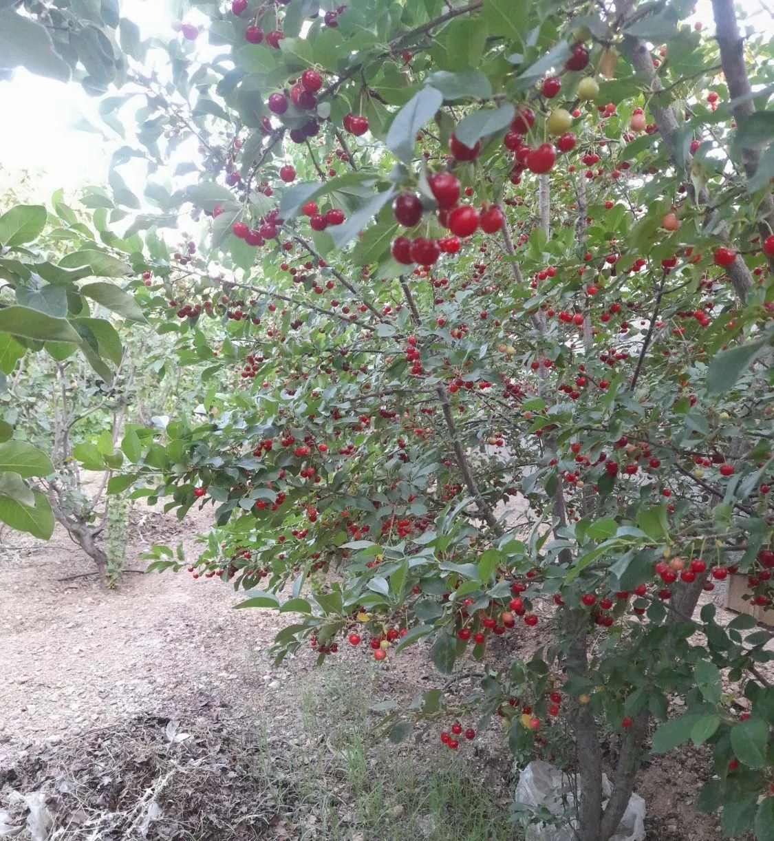خونه باغ ۱۰۰۰متری اشترجون