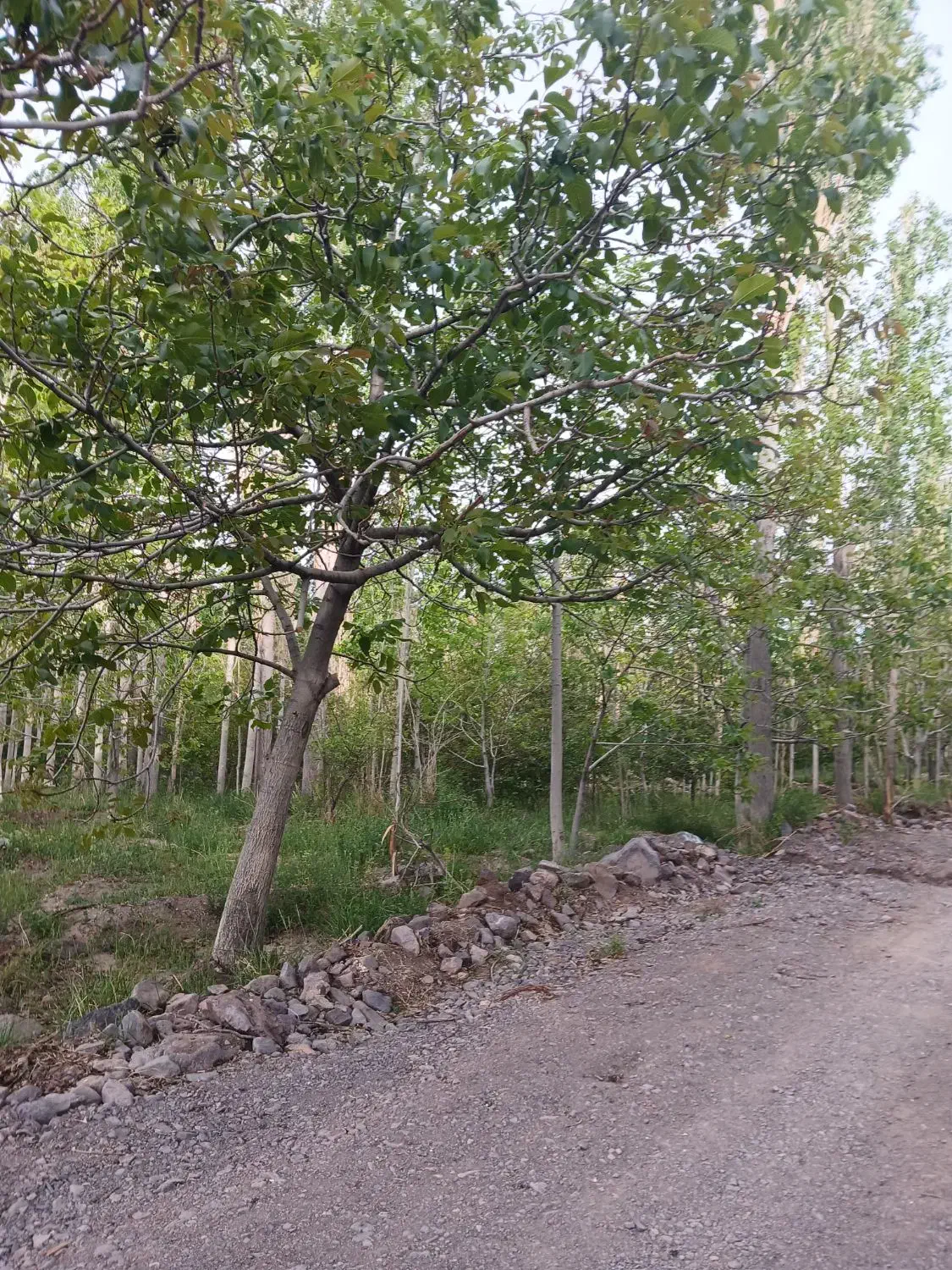 باغ
