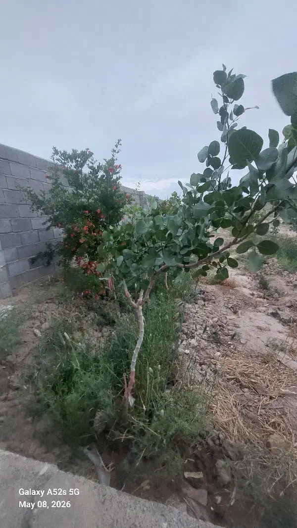 فروش باغ پسته تفریحی
