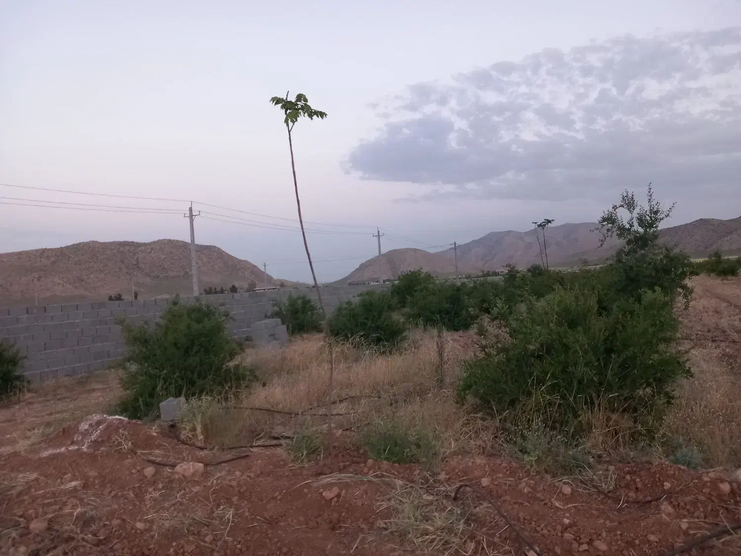 باغ شهری