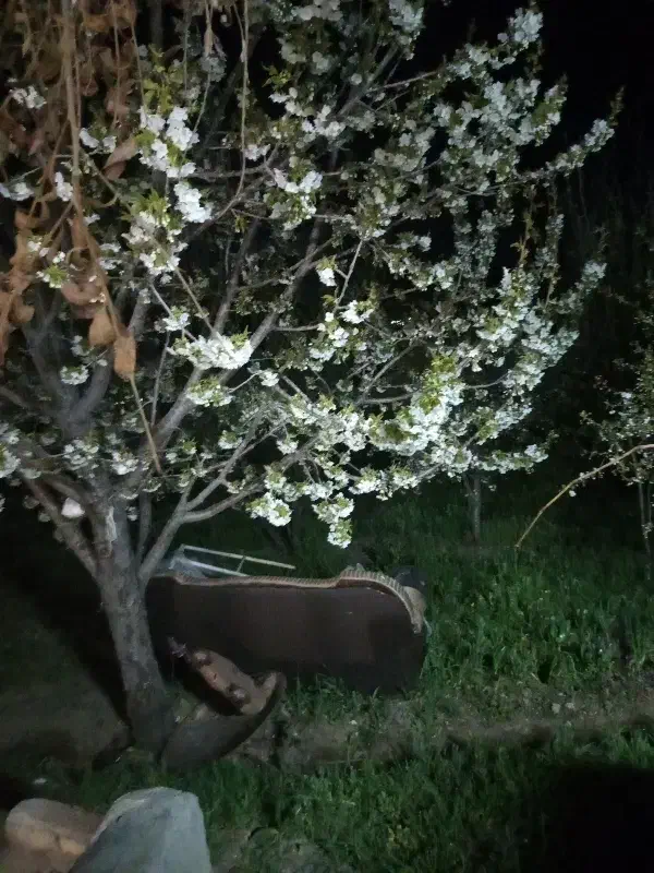 باغ گزگراره پایین