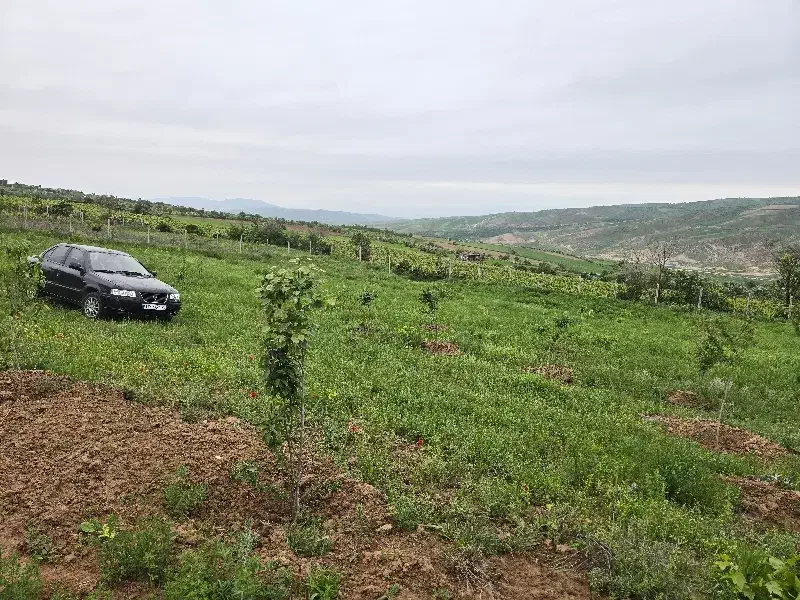 فروش باغ