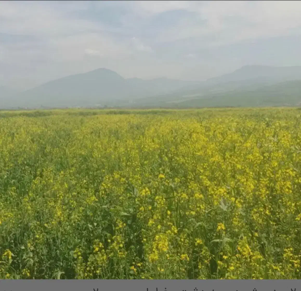 زمین کشاورزی