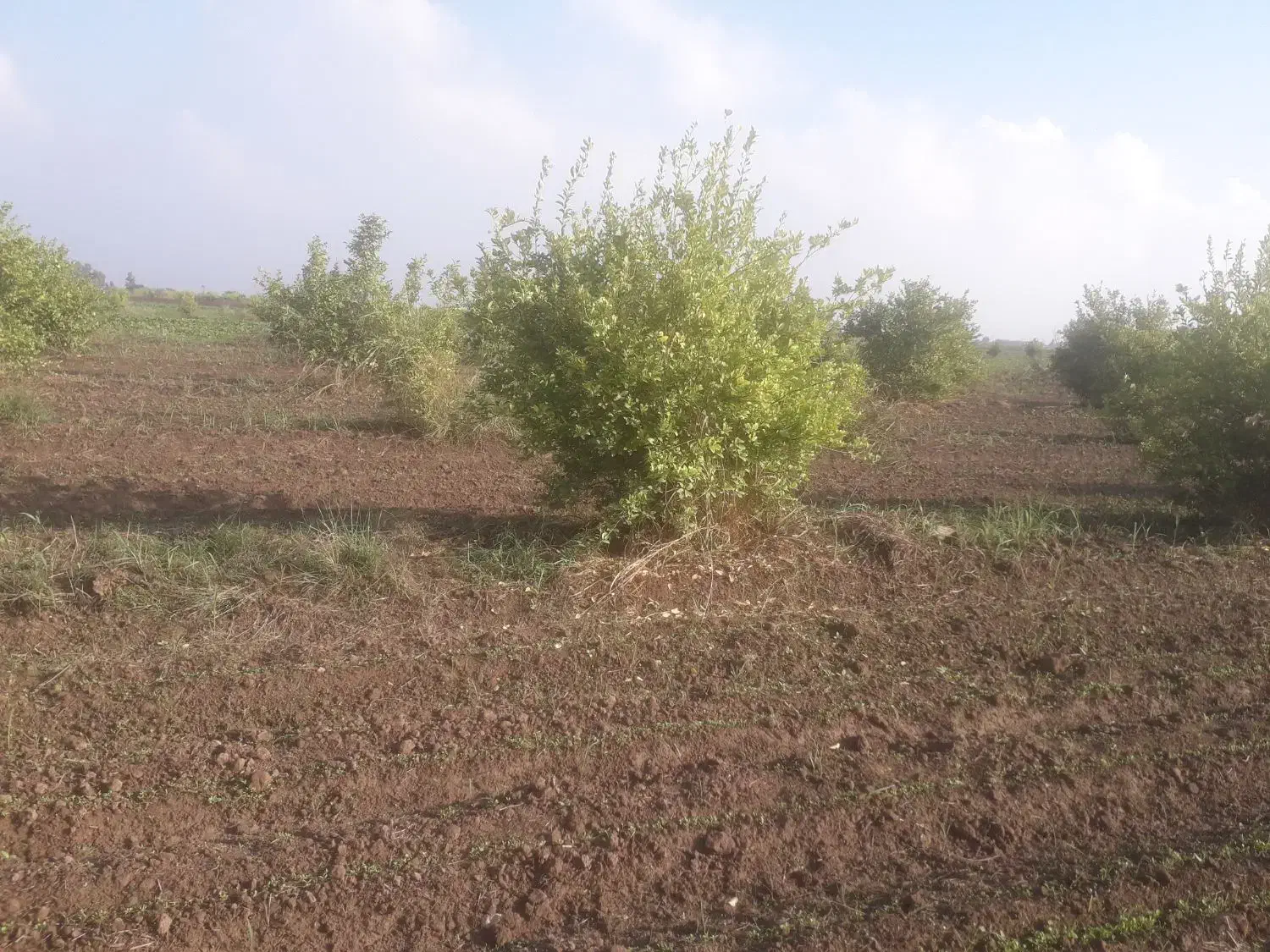 فروش باغ هفت ساله