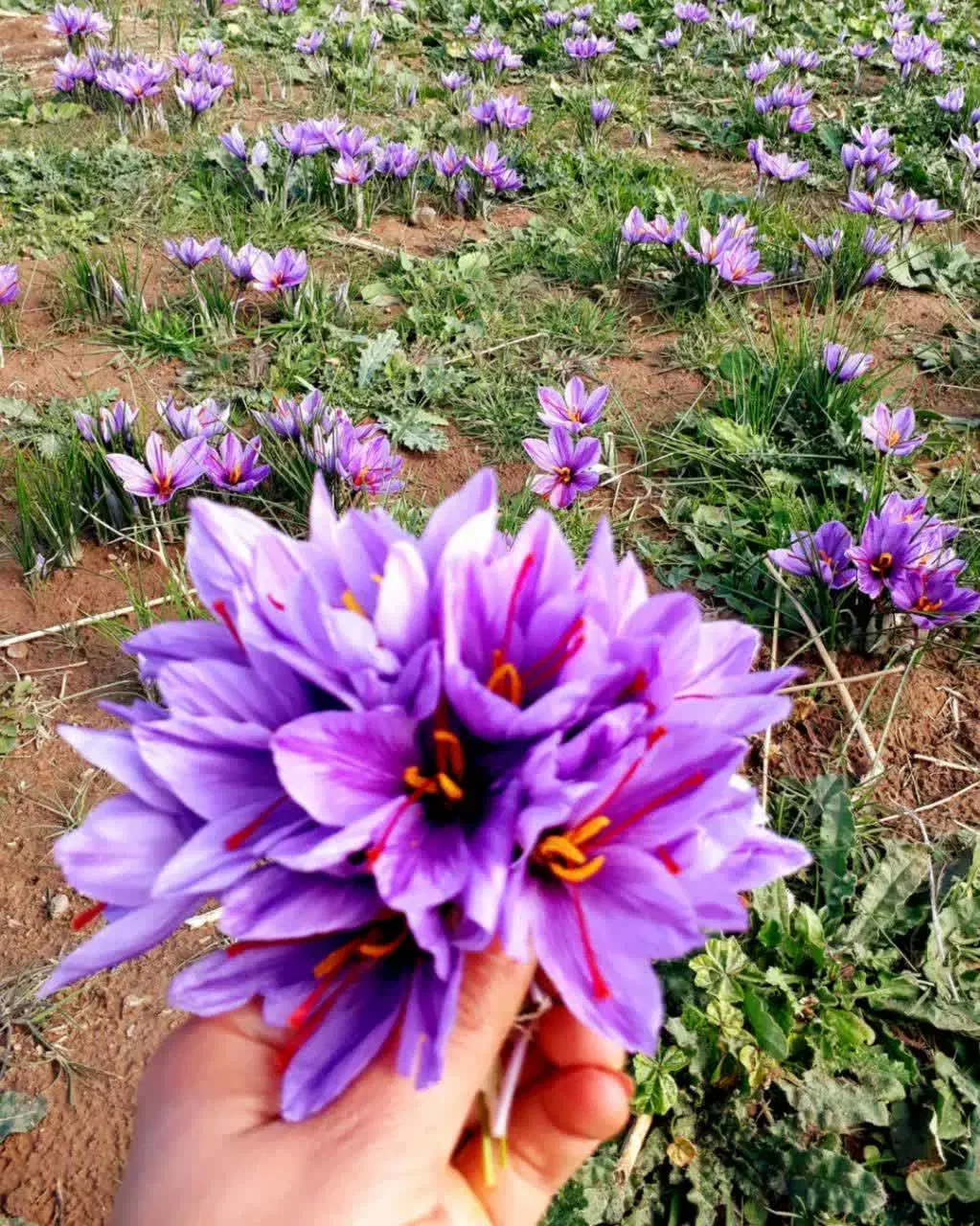 زمین کشاورزی دارای پیاز زعفران