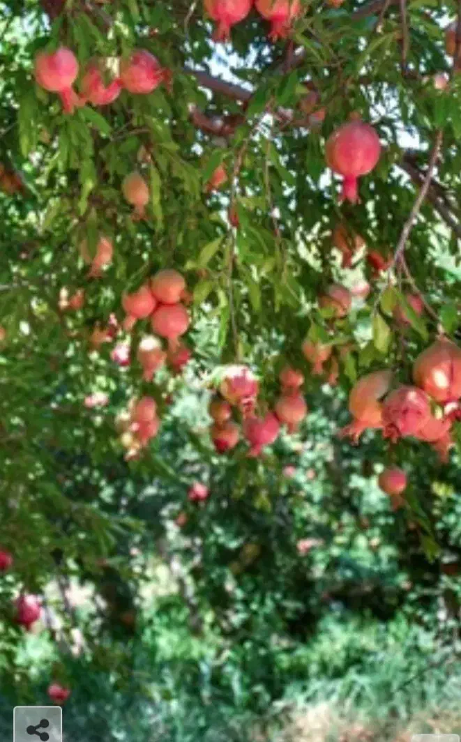 باغ فروشی مبارکه بالا