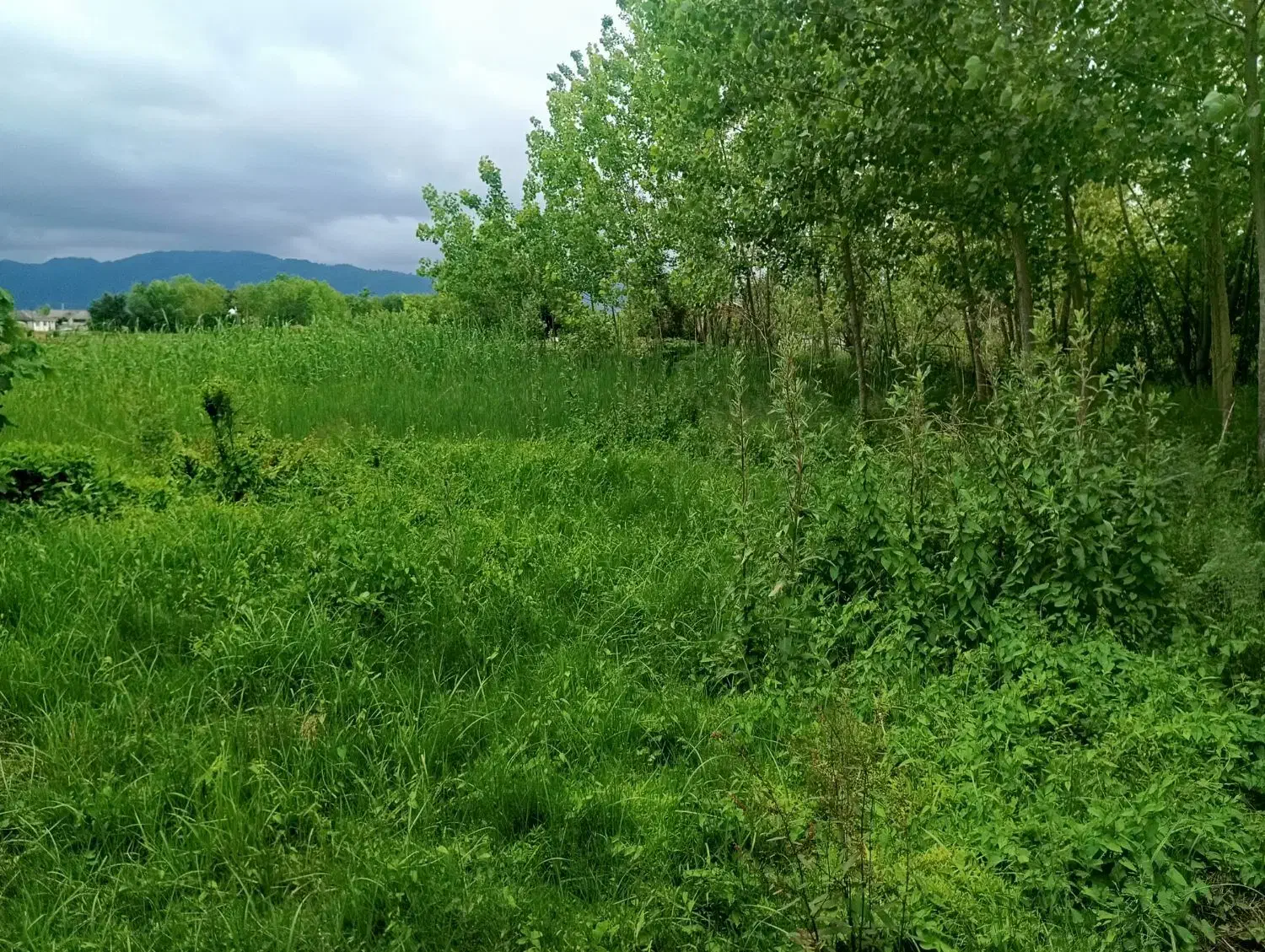 فروش زمین در رودبنه