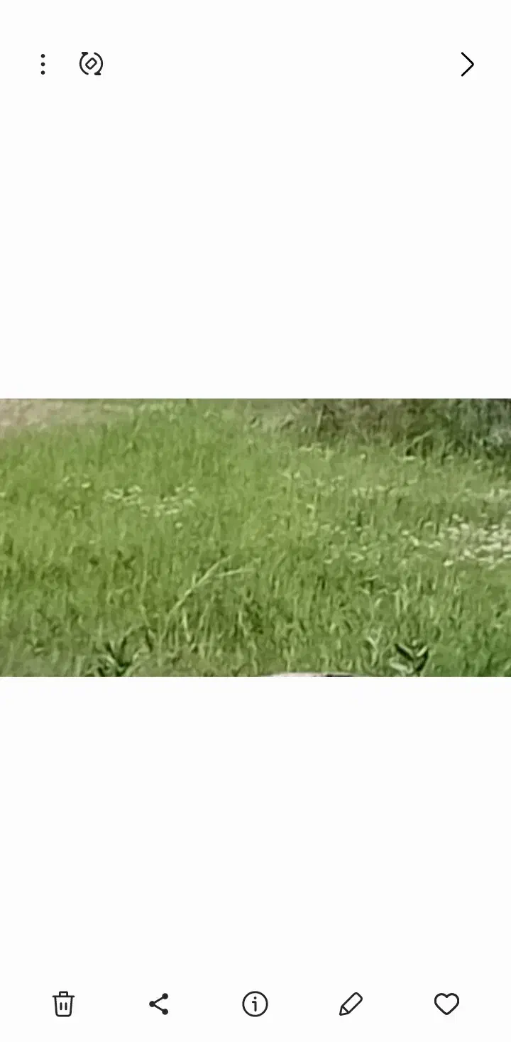 زمین کشاورزی دیم