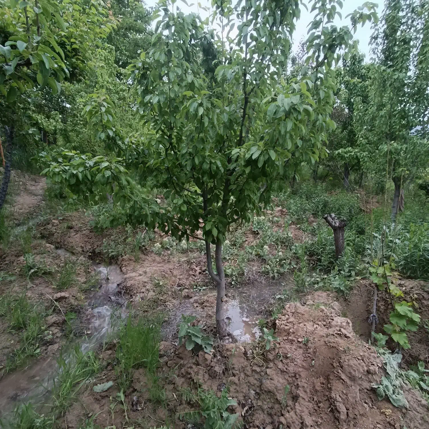باغ آبی