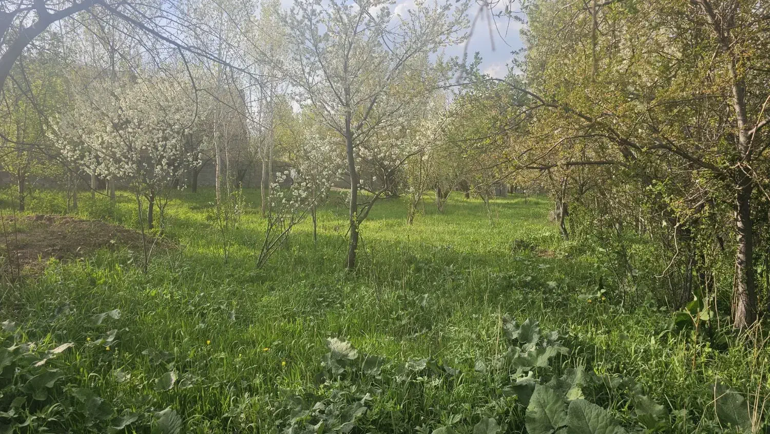 فروش زمین مسکونی واقع در روستای زیبای شالقون