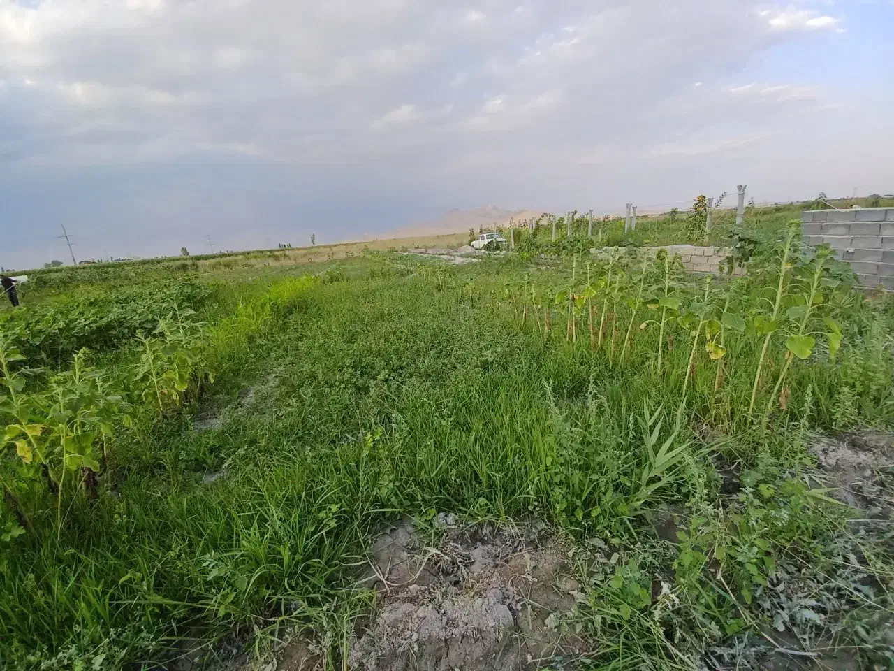 ۱۰۹۳ متر زمین کشاورزی در رافا