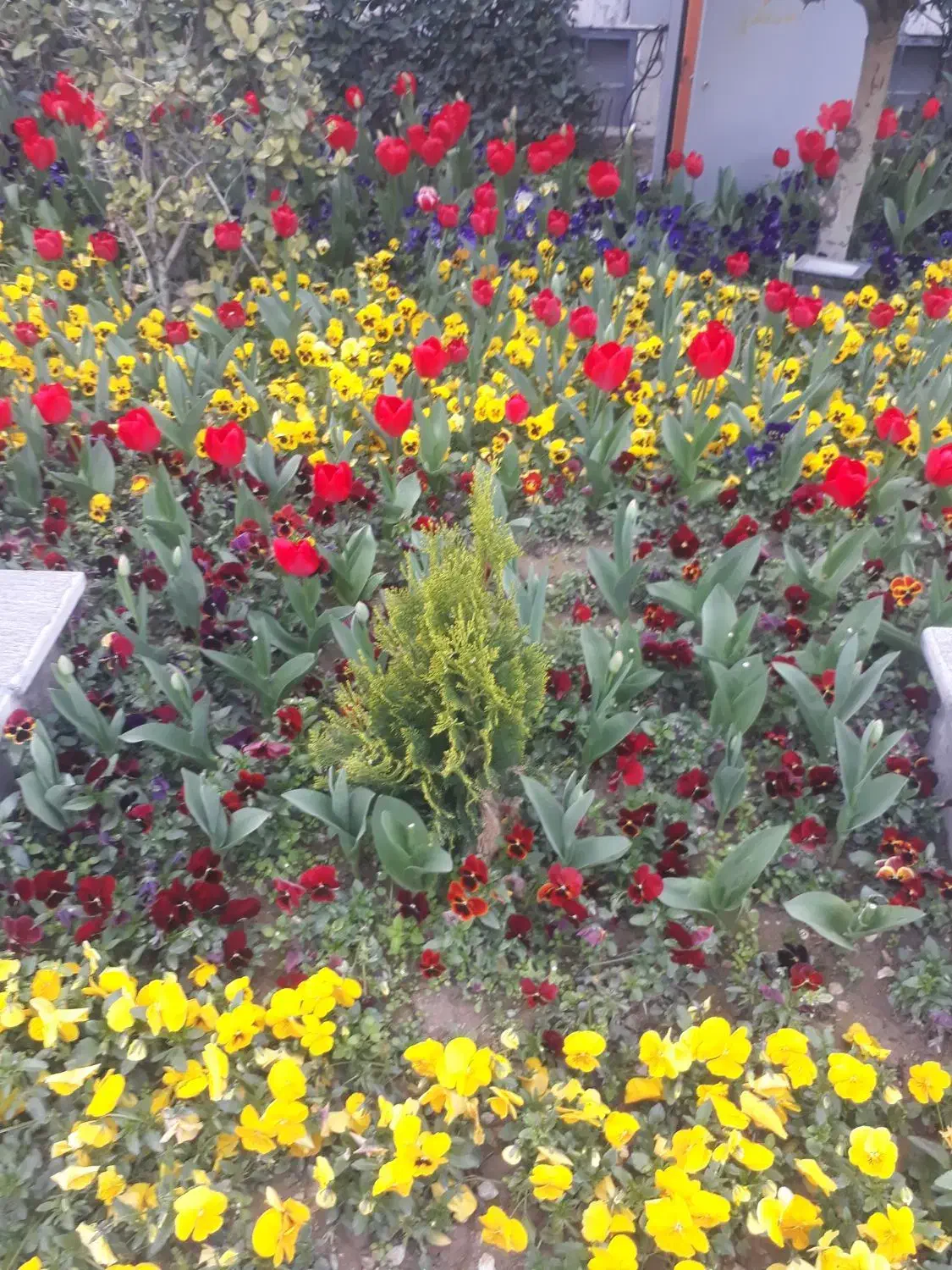 باغ ۱۰۰۰متری چاردیواری با۵۰درخت مسمر۷ساله