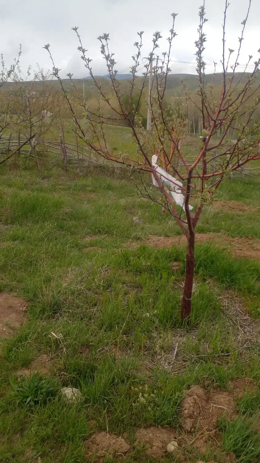 باغ به متراژ۶۰۰متردرروستای زیبای بکرآباد