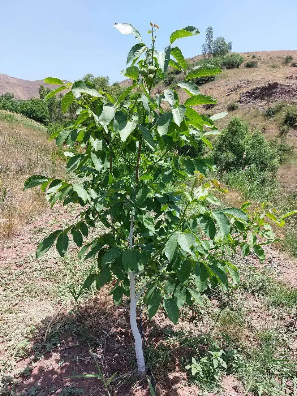 فروش باغ در روستای بادمجین