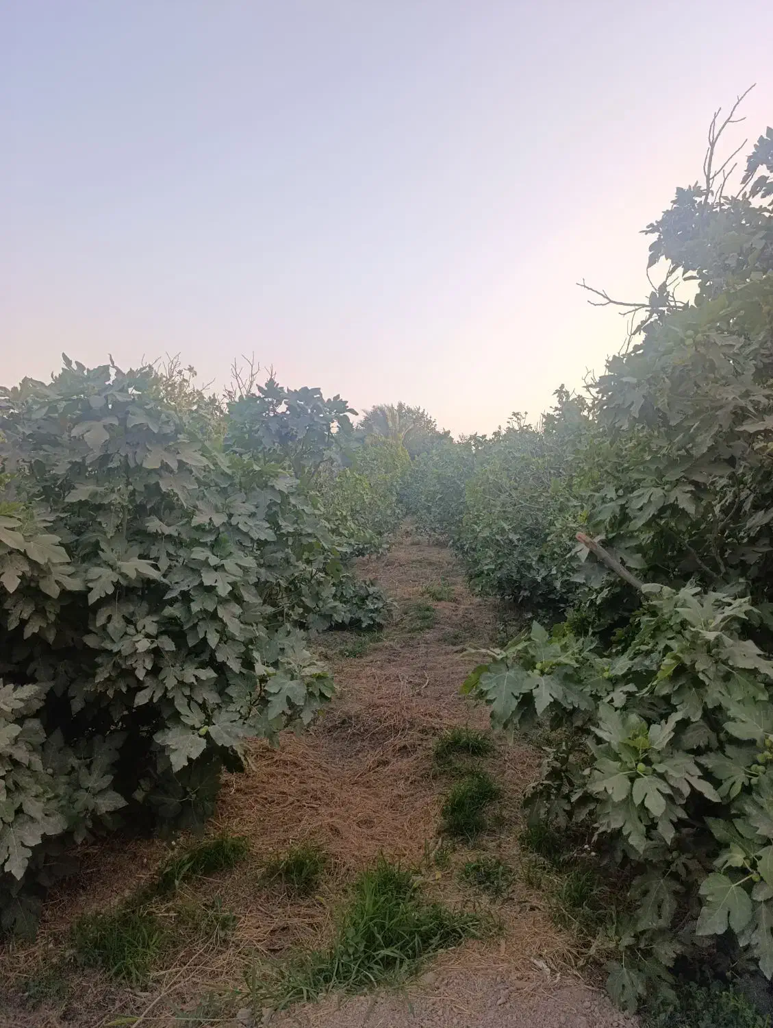 یک قطعه باغ ثمری (منصوریه)