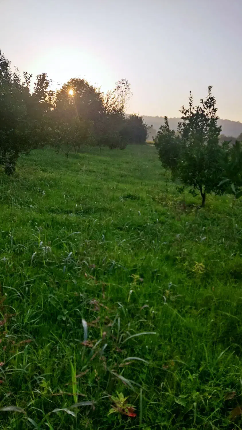 زمین به متراژ۲۵۰متر