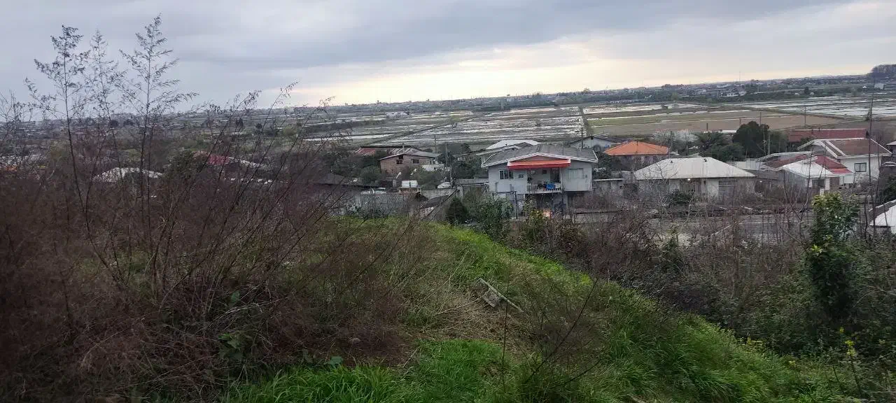 زمین جنگلی سند تک برگ