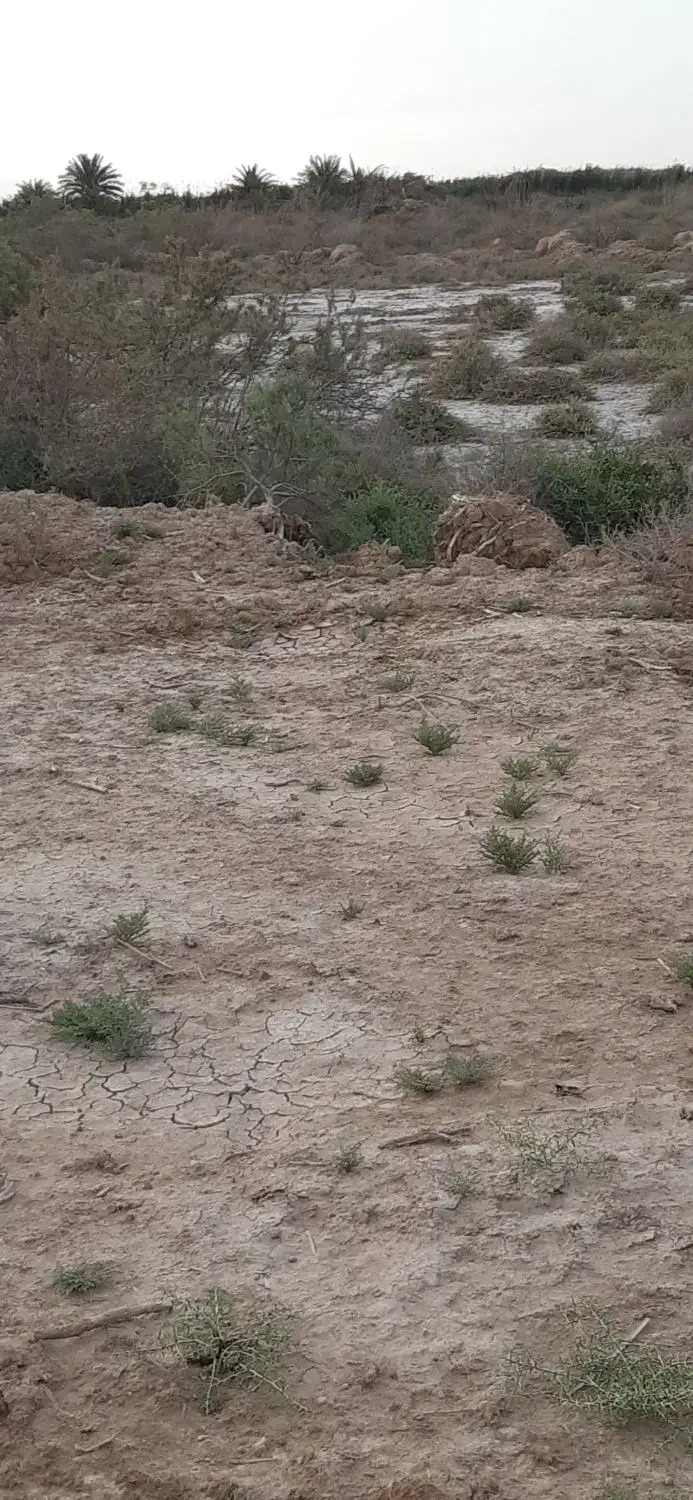 زمین زراعی