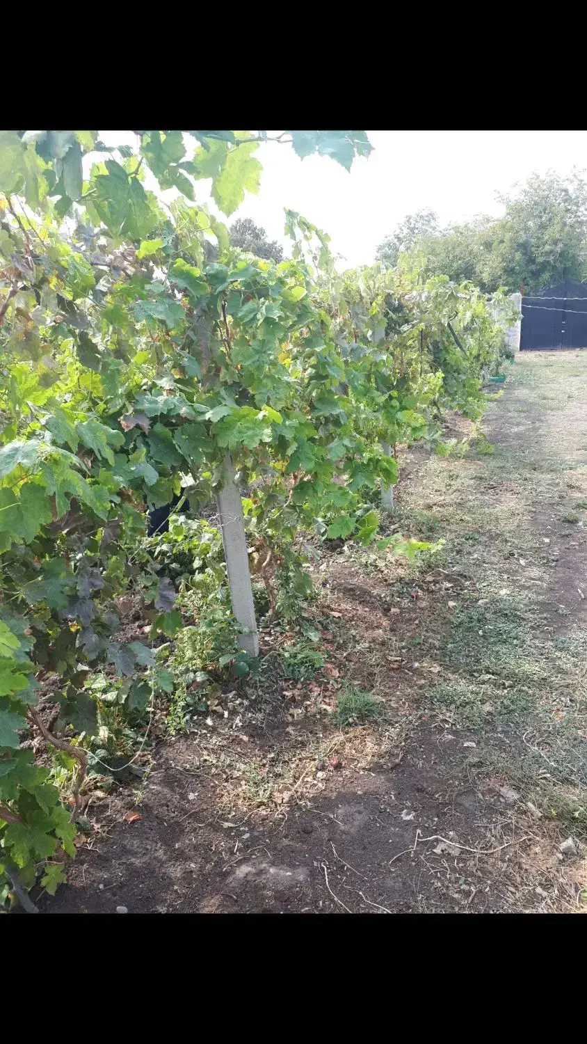 زمین زراعی و تجاری