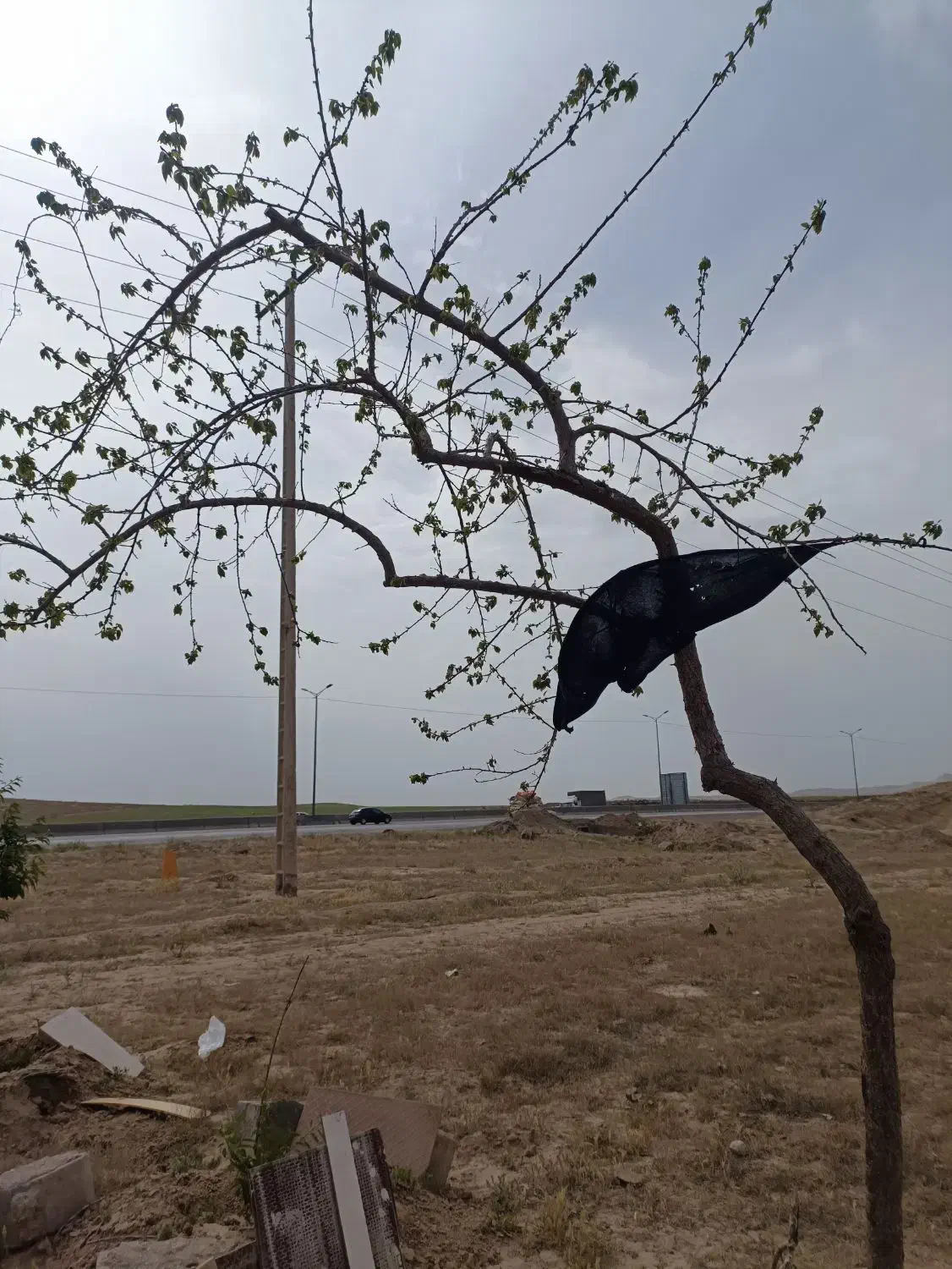 زمین کشاورزی باغ حاشیه اصلی جاده