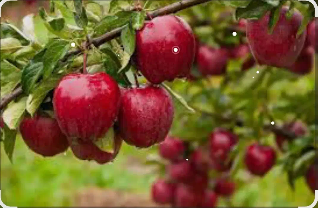فروش باغ ۵۰۰ متری در یام مرند