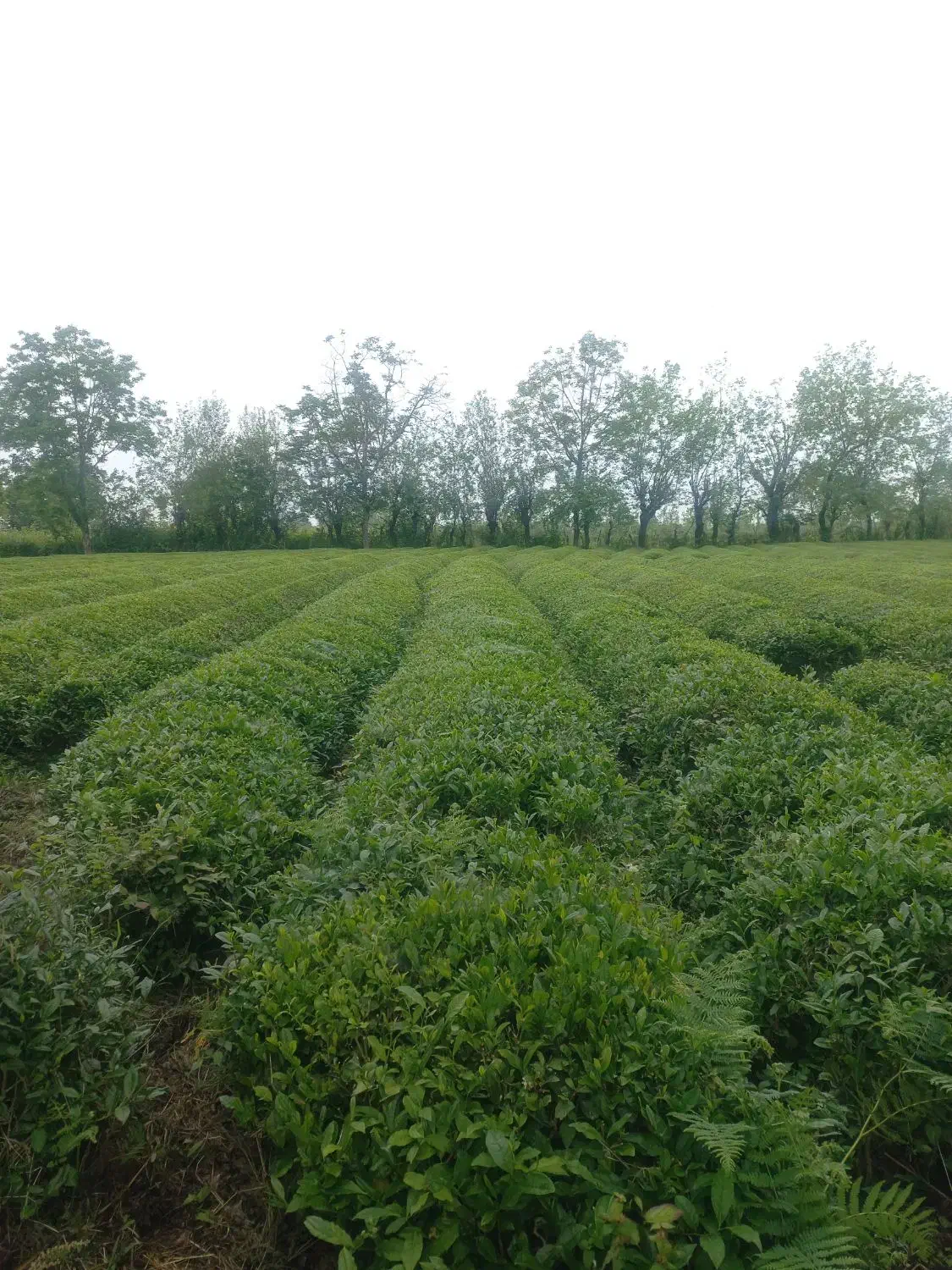 فروش زمین باغی(باغ چای)