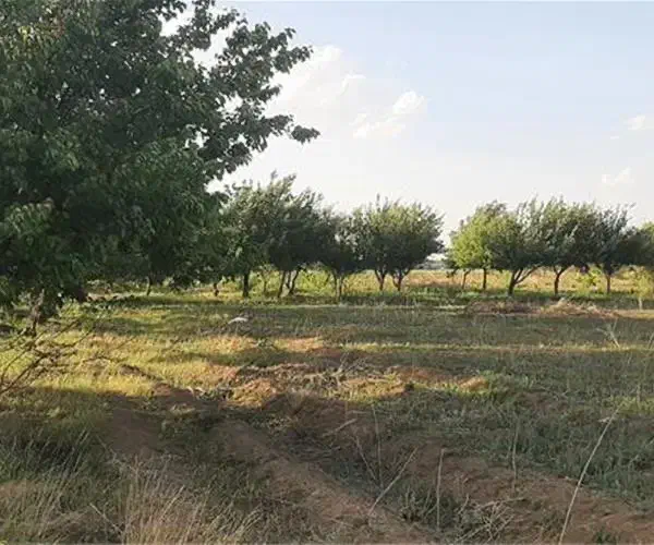 باغ واقع در نراق