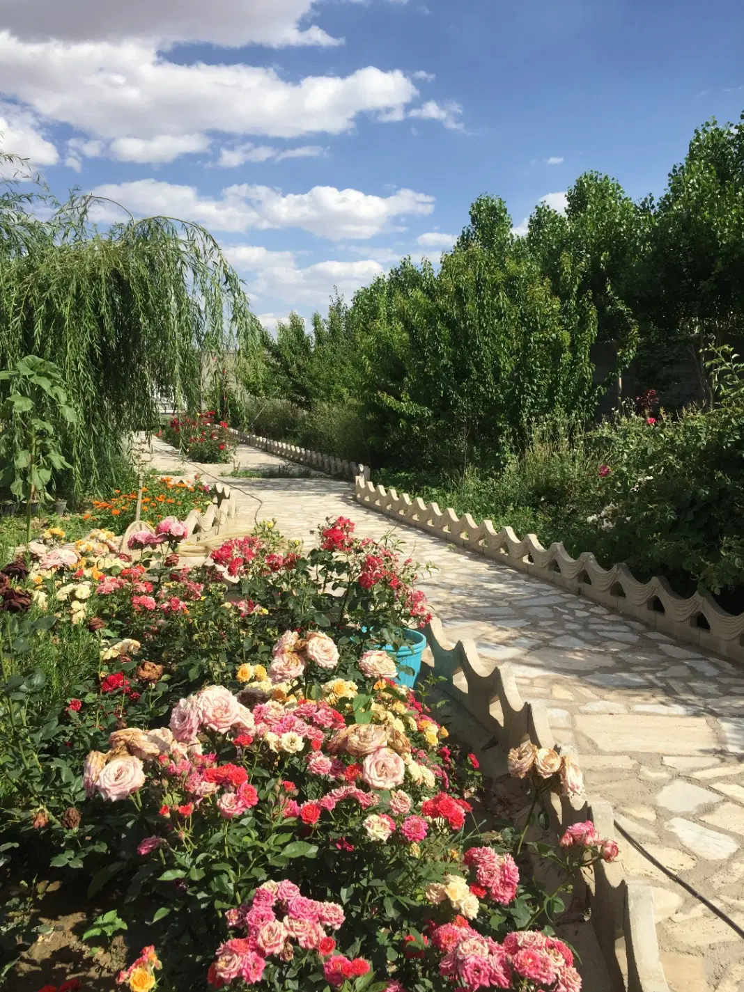 ویلا باغ با درختان ۹ ساله بسیار زیبا
