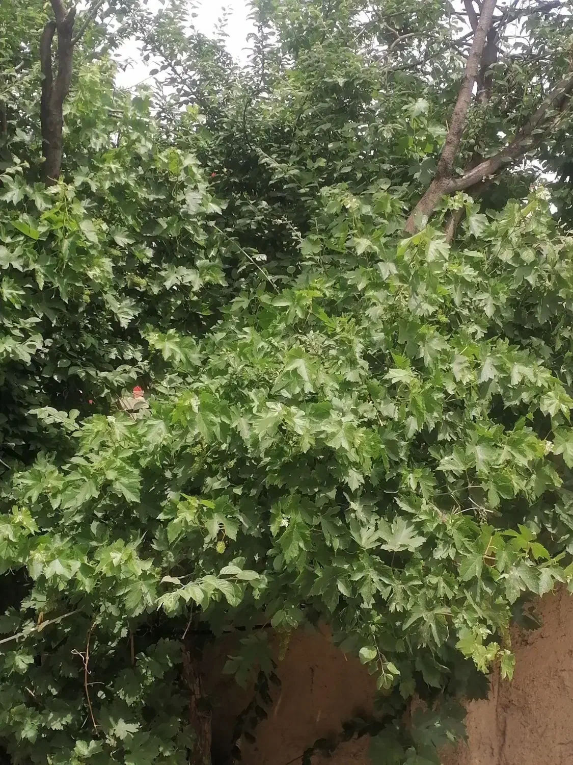 خانه ویلایی رهن و اجاره