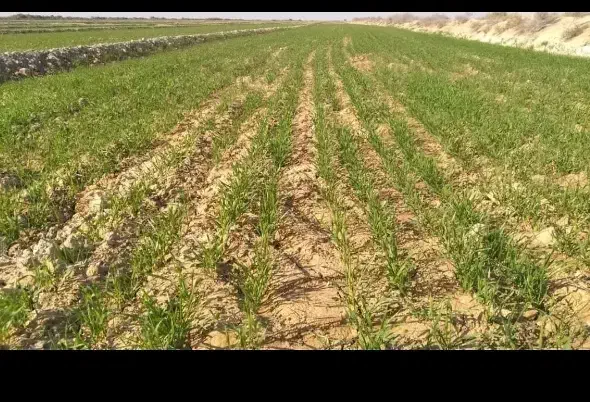 زمین کشاورزی