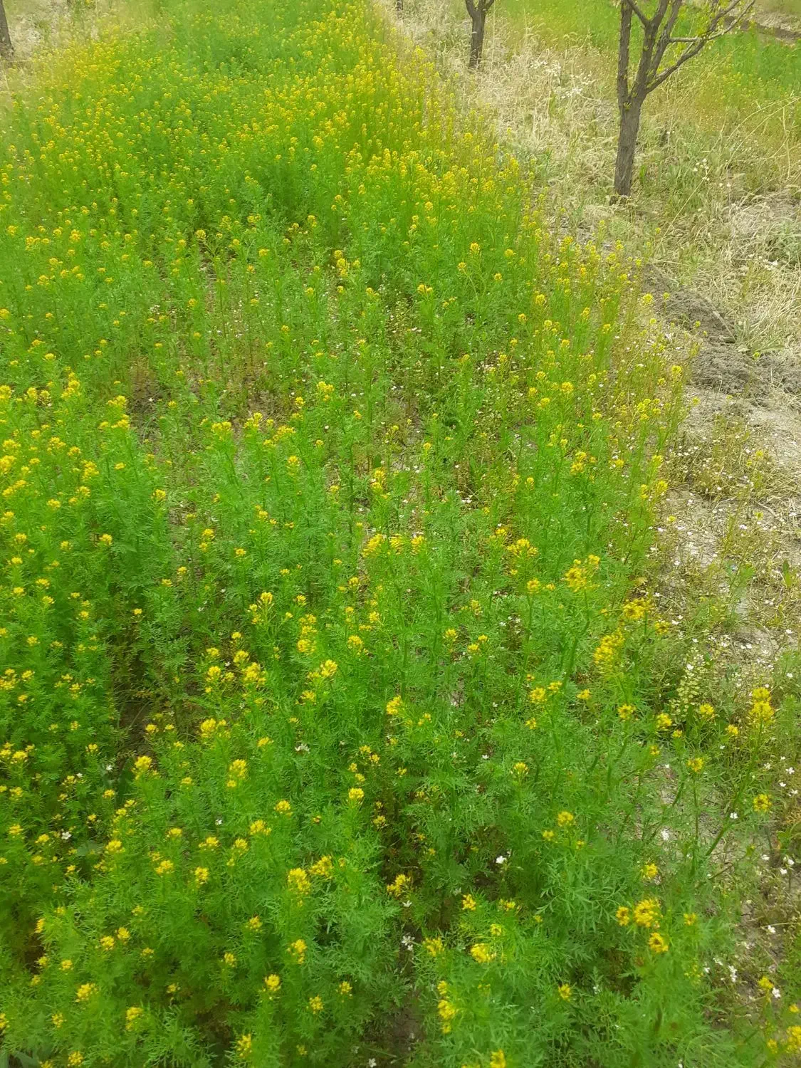 باغچه الوان در گنج اباد