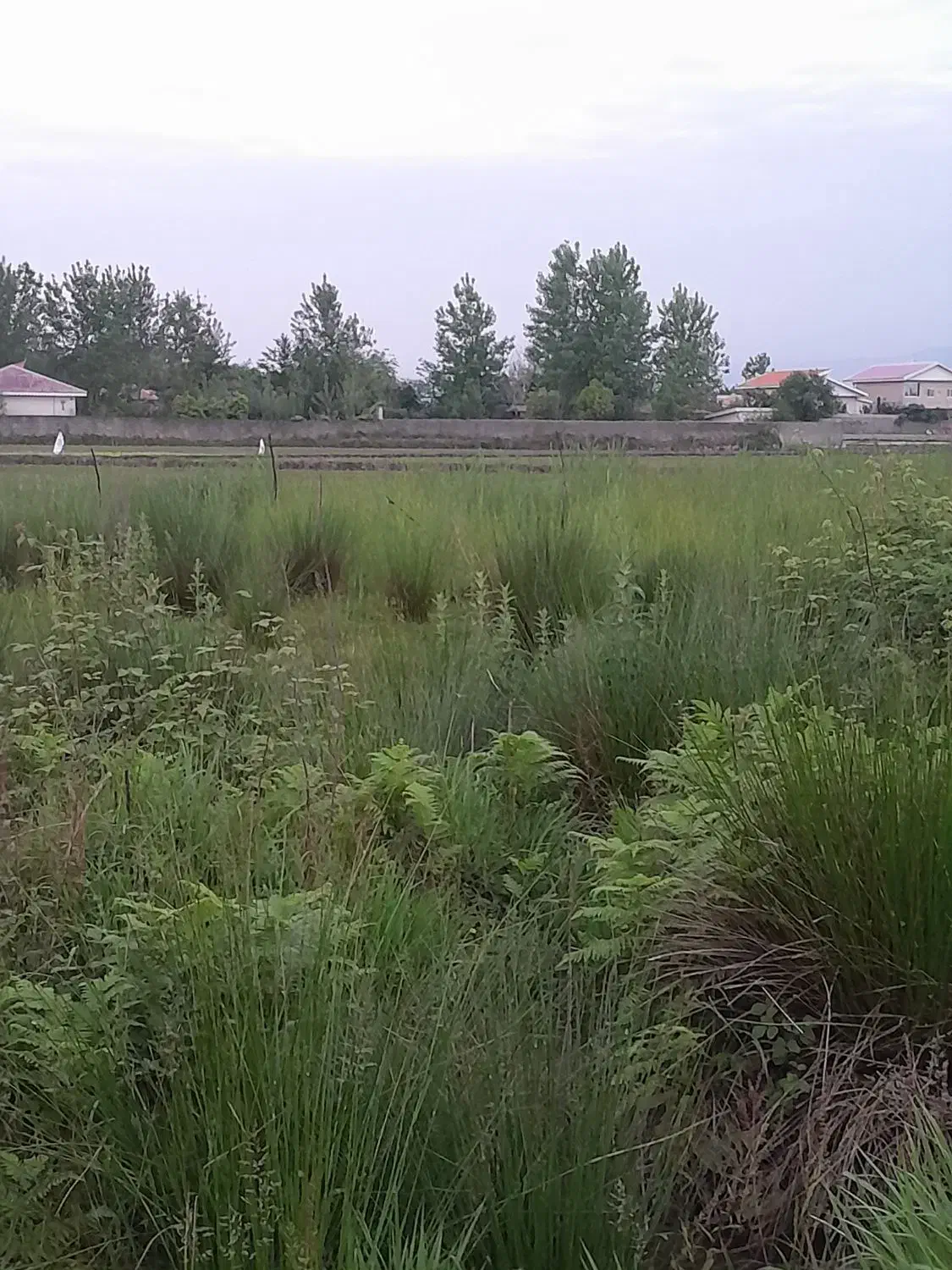 ۳۰۰مترزمین باغی طرح هادی