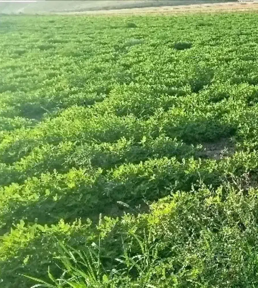 زمین زراعی ۶۰۰ متر بر جاده اجیرلو