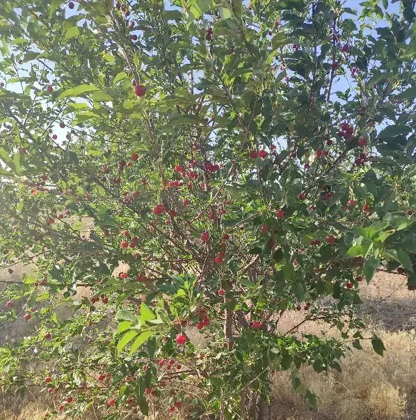 زمین باغ شهر