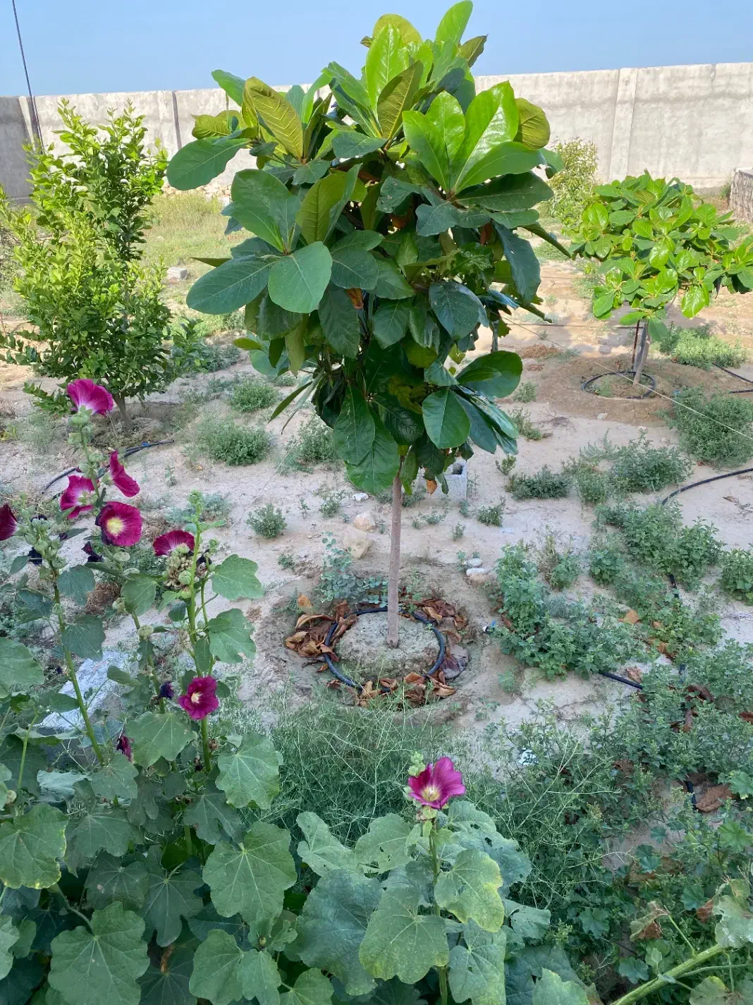 زمین مسکونی گورک