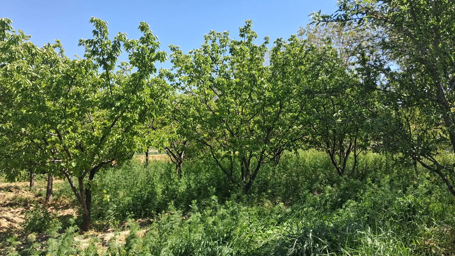 فروش باغ در روستای برج