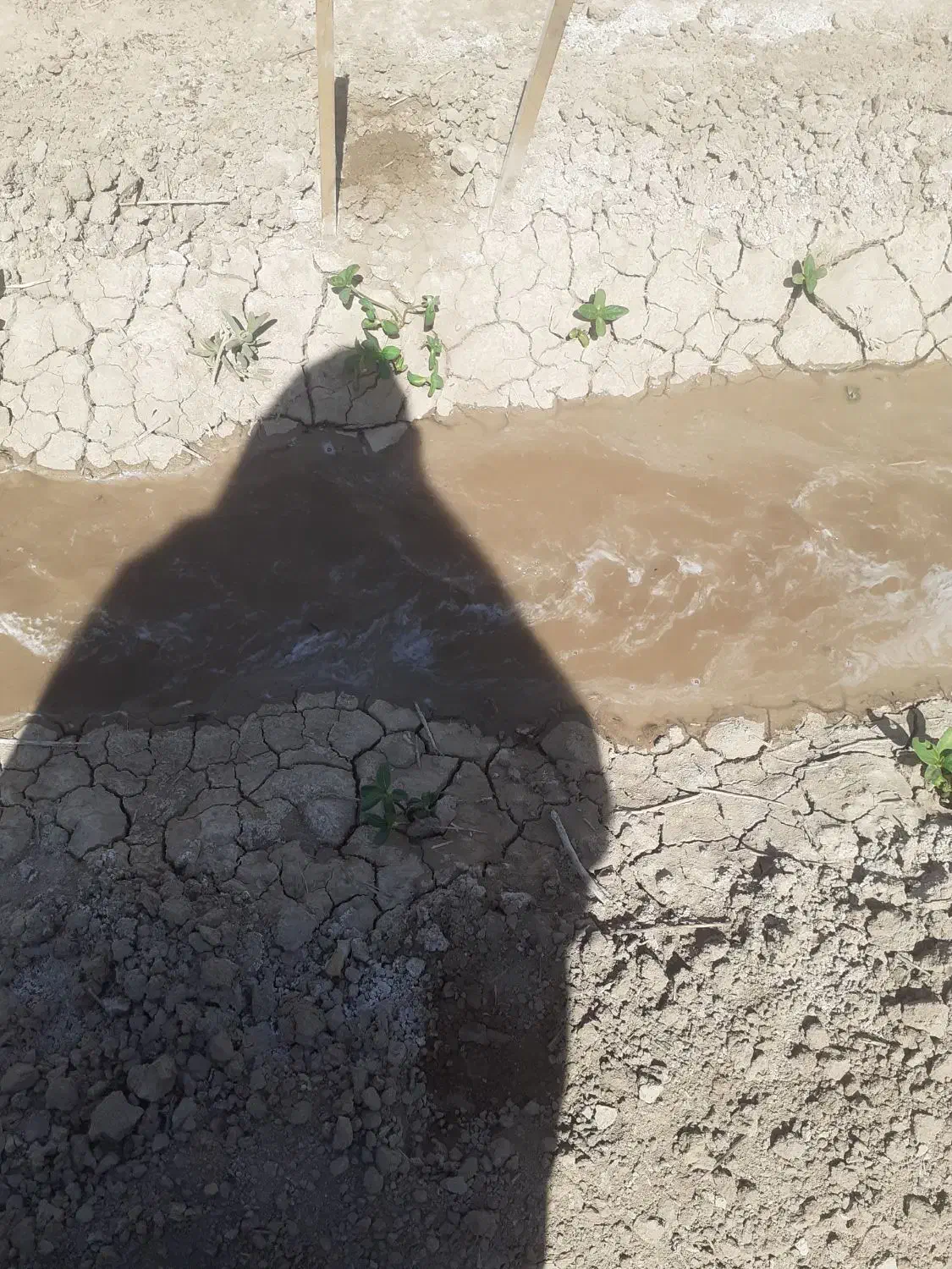گلخانه