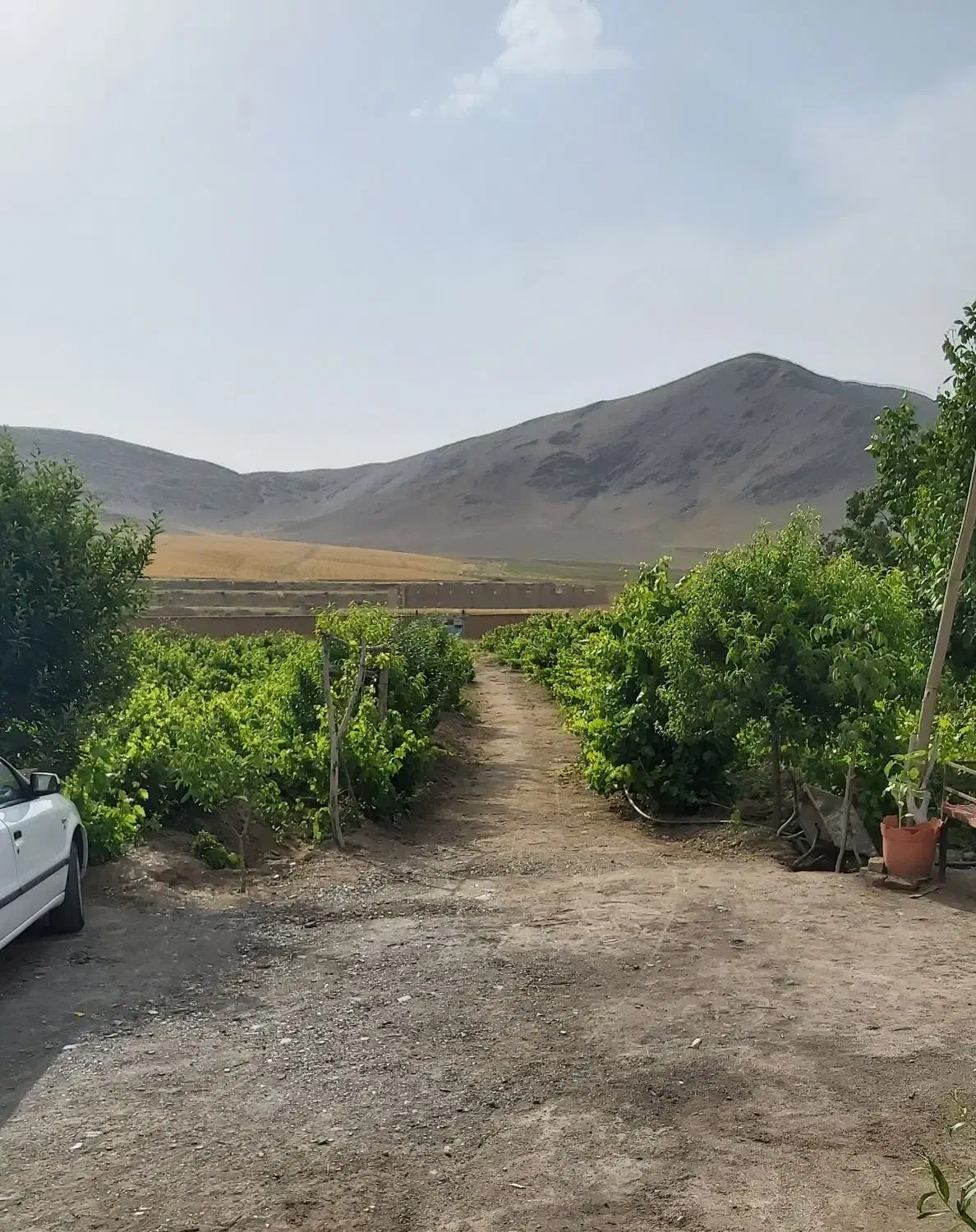 زمین کشاورزی جهت کشت