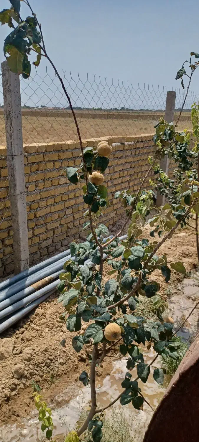 باغچه با آب جواز دار