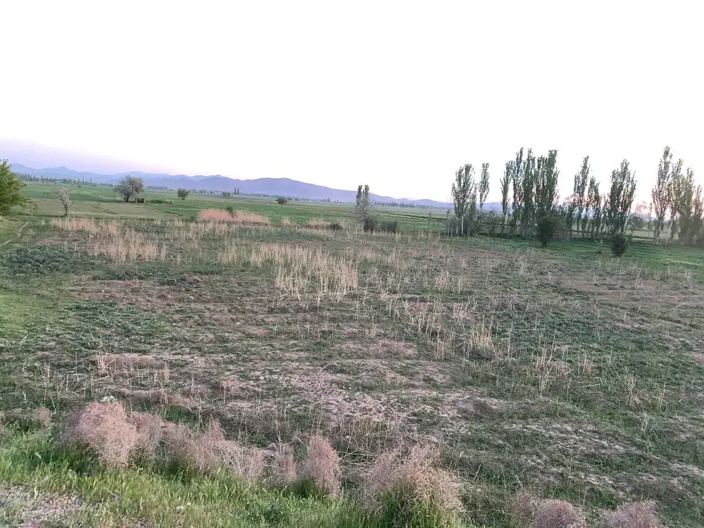 زمین کشاورزی
