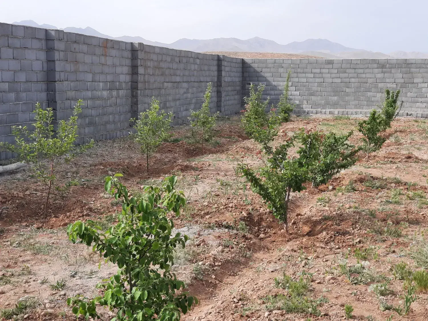 فروش باغ سه ساله با حصارکشی کامل