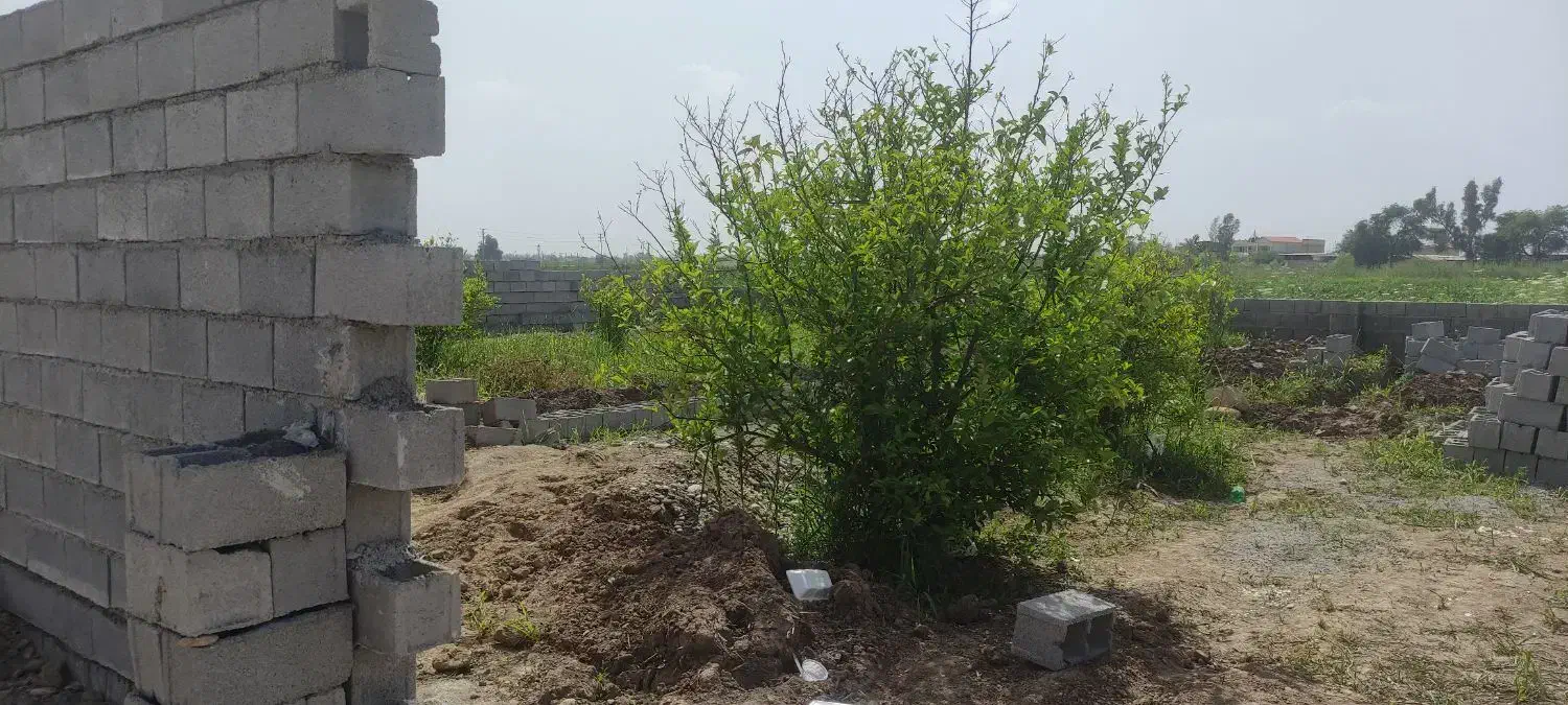 باغچه برقداراصلی اتوبان شوش دزفول