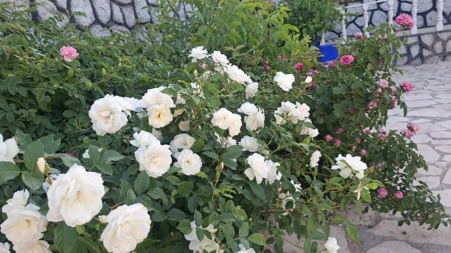 فروش باغشهری