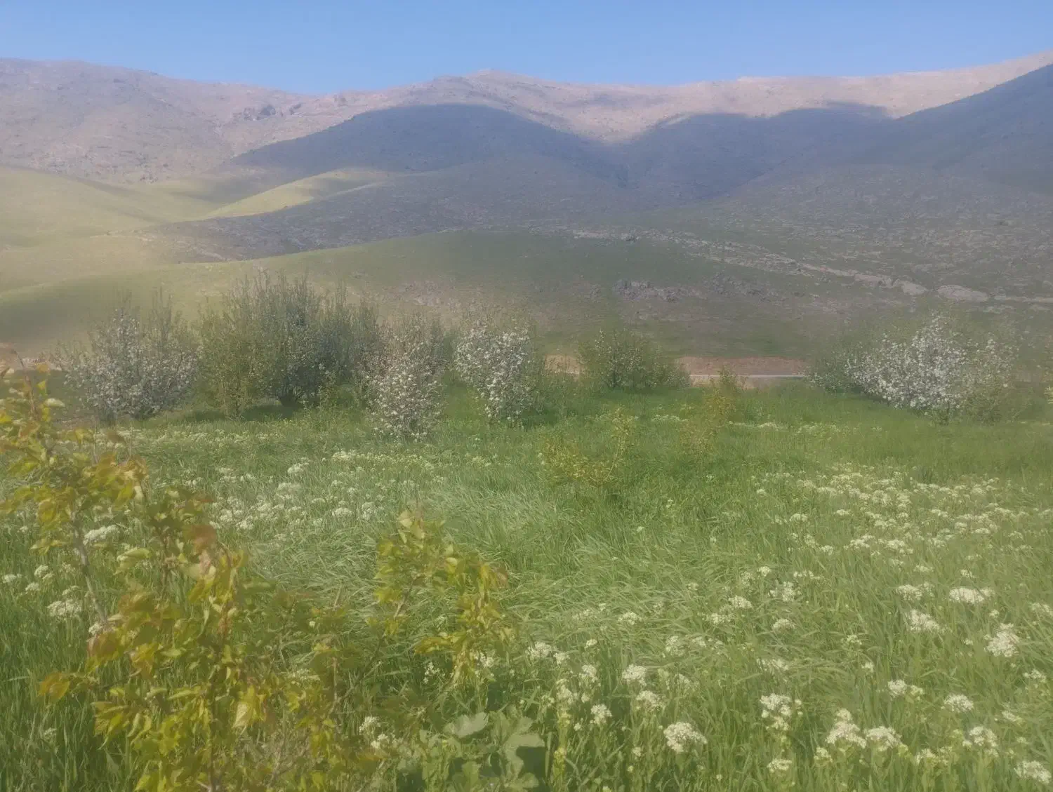 زمین زراعی و باغ