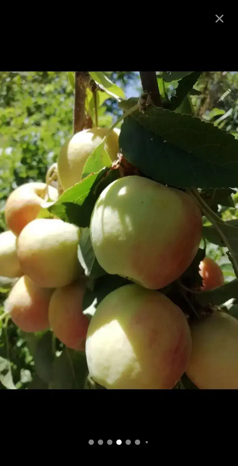 باغ فروشی لاله زار کرمان
