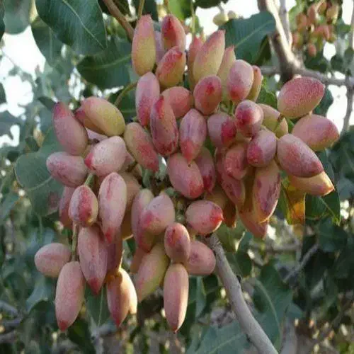 باغ پسته