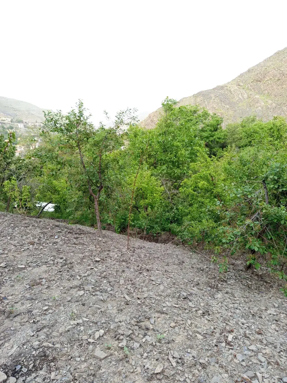باغ فروشی